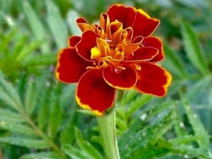 Trị Mụn Hiệu Quả.
