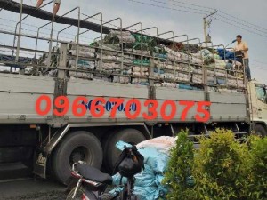 Vườn cỏ nhung nhật