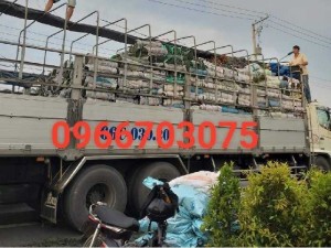 Vườn cỏ nhung nhật