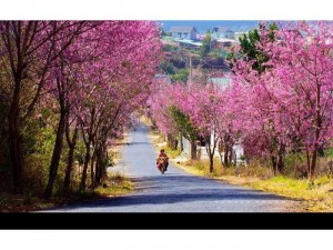 Cây giống mai anh đào 2 mét