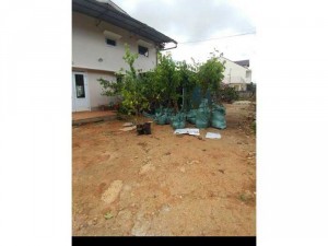 Cây giống mai anh đào 2 mét