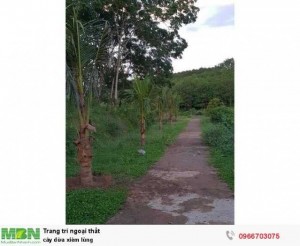 Cây dừa xiêm lùng trồng trọn gói