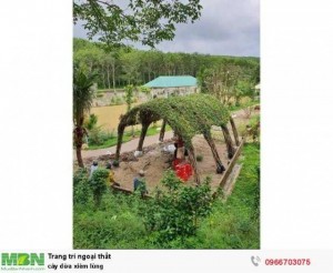 Cây dừa xiêm lùng trồng trọn gói