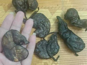 Dạ dầy nhím khô phơi gác bếp