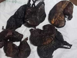 Dạ dầy nhím khô phơi gác bếp