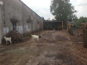 17x54 sổ riêng 300m thổ cư có 1 căn nhà cấp 4. 767 chợ vĩnh an vào 300m . Sau lưng trường cấp 1 cây gáo