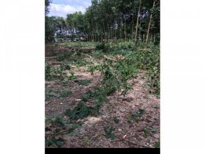 Đất Nền Giá Rẻ