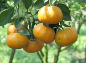 Chuyên cung cấp giống quýt thái lan, quýt đường thái cung cấp số lượng lớn, cung cấp chuẩn giống giá rẻ nhất vịnh bắc bộ