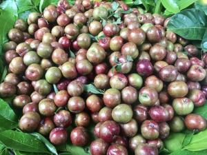 Cung cấp giống cây mận hậu. mận hậu mộc chậu đẹp tuyệt vời. cung cấp cây giống giá rẻ nhất miền bắc