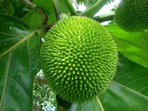 Giống cây sa kê, cây sa kê chiết ra quả sau 1 năm trồng, loại cây vừa làm phong cảnh vừa làm cây ăn quả.