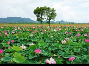 Tranh Hoa Sen