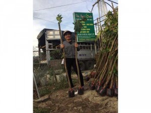 Cây giống sa kê