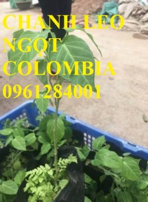 Mua cây giống chanh leo ngọt colombia, chanh leo vàng ngọt, cây giống nhập khẩu uy tín