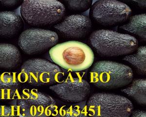Cung cấp cây giống bơ Hass hiệu quả kinh tế cao