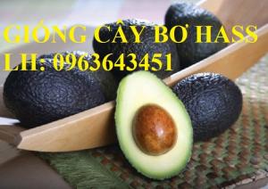 Cung cấp cây giống bơ Hass hiệu quả kinh tế cao