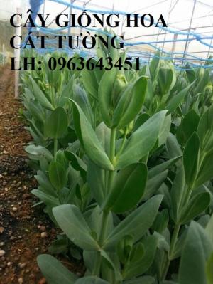 Cung cấp cây giống hoa cát tường, giống cây hoa cát tường cấy mô số lượng lớn, giá sỉ rẻ nhất