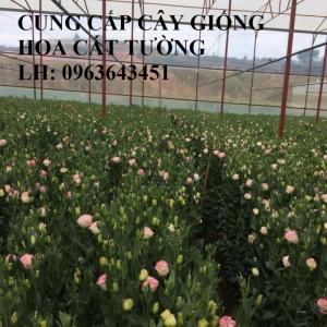 Cung cấp cây giống hoa cát tường, giống cây hoa cát tường cấy mô số lượng lớn, giá sỉ rẻ nhất