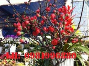 Hoa mai đỏ - Vẻ đẹp ngày tết
