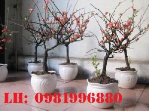 Hoa mai đỏ - Vẻ đẹp ngày tết