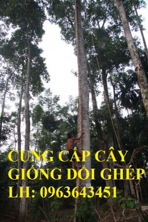 Cung cấp cây giống dổi ghép, cây giống giổi ghép, cây giống dổi hạt, cây giống giổi hạt chuẩn