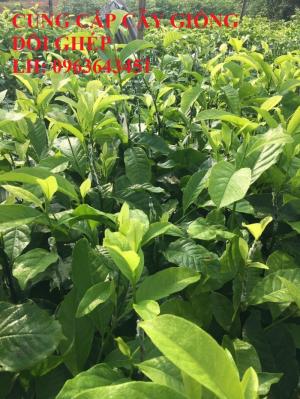 Cung cấp cây giống dổi ghép, cây giống giổi ghép, cây giống dổi hạt, cây giống giổi hạt chuẩn