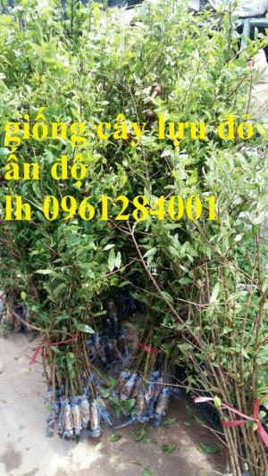 Địa chỉ uy tín cung cấp giống cây lựu lùn đỏ Ấn Độ, hỗ trợ kỹ thuật trồng và sản phẩm đầu ra