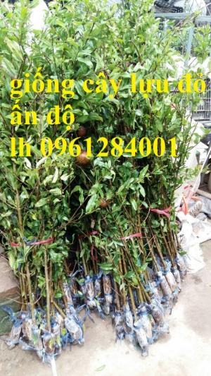 Địa chỉ uy tín cung cấp giống cây lựu lùn đỏ Ấn Độ, hỗ trợ kỹ thuật trồng và sản phẩm đầu ra