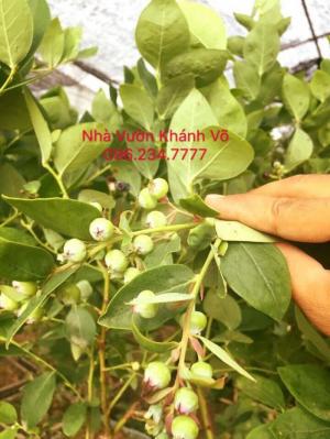 Cây Việt Quất Đã Ra Trái
