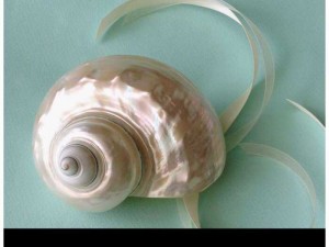 Ốc mài xà cừ