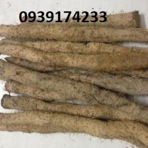 Khoai mài (hoài sơn) tươi - hàng núi tự nhiên