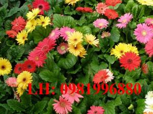 Hót hót hót : Hiện tại nhà mình đã có giống hoa đồng tiền ace nhanh tay rinh nó về cho khu vườn nhà mình