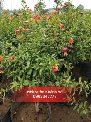 Cây giống lựu lùn Ấn Độ