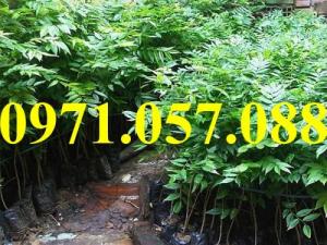Cây giống sưa đỏ