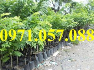 Cây giống sưa đỏ