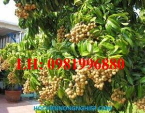 Nhãn không hạt – Giống nhãn được nhiều người yêu thích