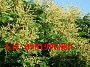 Nhãn không hạt – Giống nhãn được nhiều người yêu thích