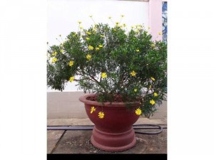 Giống hoa cúc thân gỗ