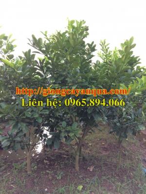 Cây bưởi da xanh choai - bưởi da xanh trưởng thành - Đại học Nông nghiệp 1