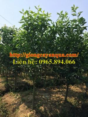 Cây cam vinh choai, cây cam lòng vàng choai, cây cam xã đoài choai, cây cam choai các loại