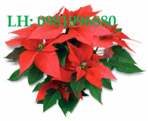 Cây trạng nguyên – Giống cây cảnh phù hợp cho gia đình bạn - Ảnh: 2