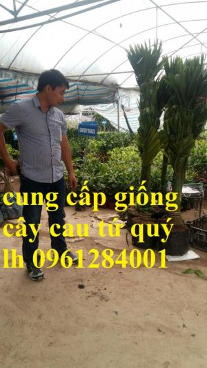 Cung cấp giống cây cau tứ quý, cau tứ thời, cau lùn, cây cau giống