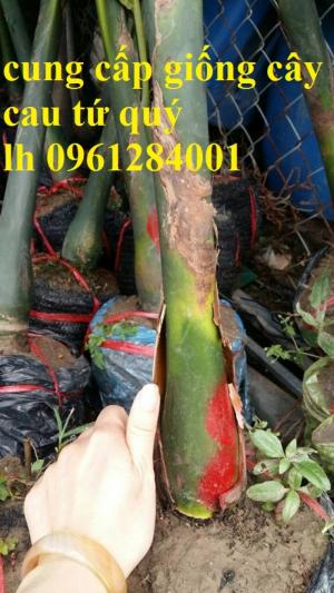 Cung cấp giống cây cau tứ quý, cau tứ thời, cau lùn, cây cau giống