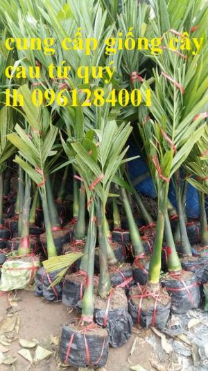Cung cấp giống cây cau tứ quý, cau tứ thời, cau lùn, cây cau giống
