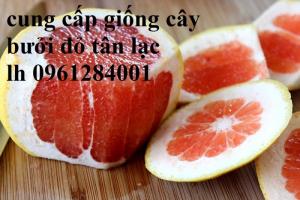 Địa chỉ cung cấp giống cây bưởi đỏ tân lạc uy tín, cây giống f1 đầu dòng