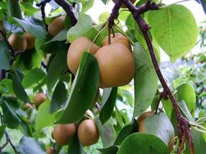 Chuyên Cung Cấp Cây Giống Lê Vàng,Giống Cây Lê Vàng,Lê Vàng,Lê Nhập Khẩu