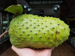 Chuyên Cung Cấp Giống Cây Mãng Cầu Xiêm,Mãng Cầu,Mãng Cầu Xiêm
