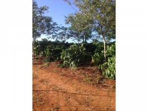 Cần bán rẫy cà phê gia rẻ