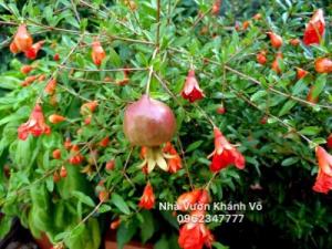 Lựu đỏ Ấn Độ đang có Hoa và Trái tại vườn Tphcm
