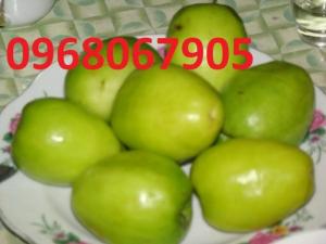 Chuyên Cung Cấp Giống Cây Táo Thái Lan,Táo Thái Lan,Táo Thái,Táo,Số Lượng Lớn,Giao Hàng Toàn Quốc