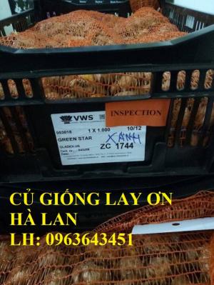 Chuyên sỉ lẻ củ giống hoa lay ơn, củ giống hoa dơn nhiều màu số lượng lớn, uy tín, không qua trung gian